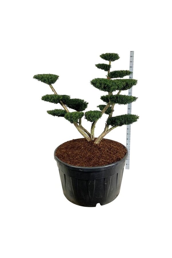 If Taxus media Densiformis