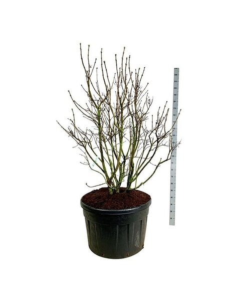 Syringa