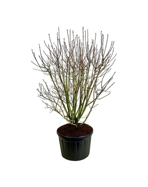 Syringa