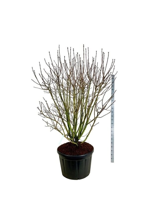 Lilas Syringa And. an Ludwig Späth