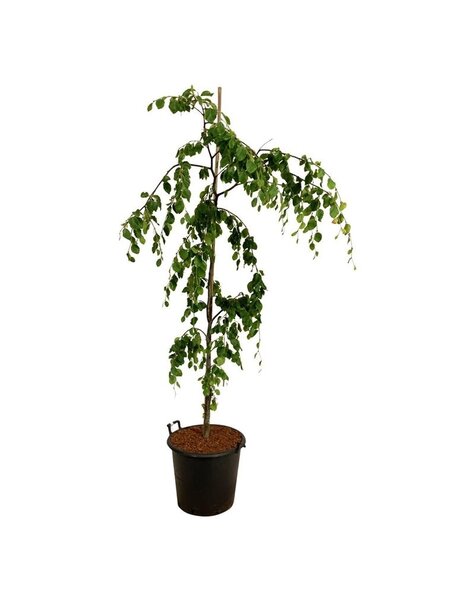 Fagus