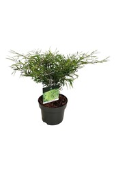 Beukenboom Fagus Mercedes