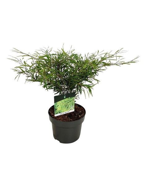 Fagus
