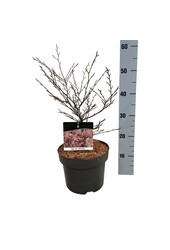 Beukenboom Fagus Mercedes