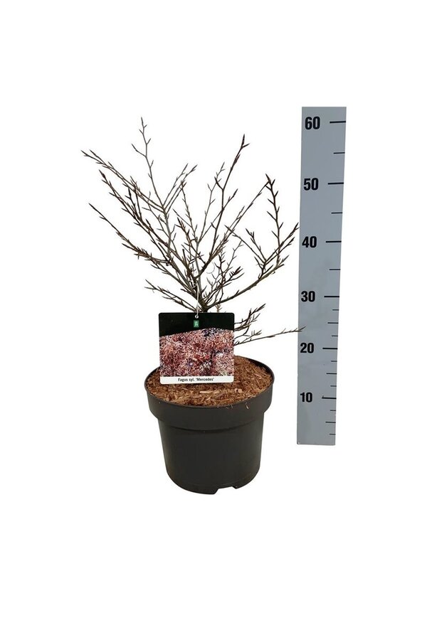 Beukenboom Fagus Mercedes