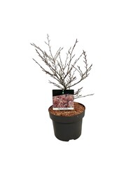 Beukenboom Fagus Mercedes