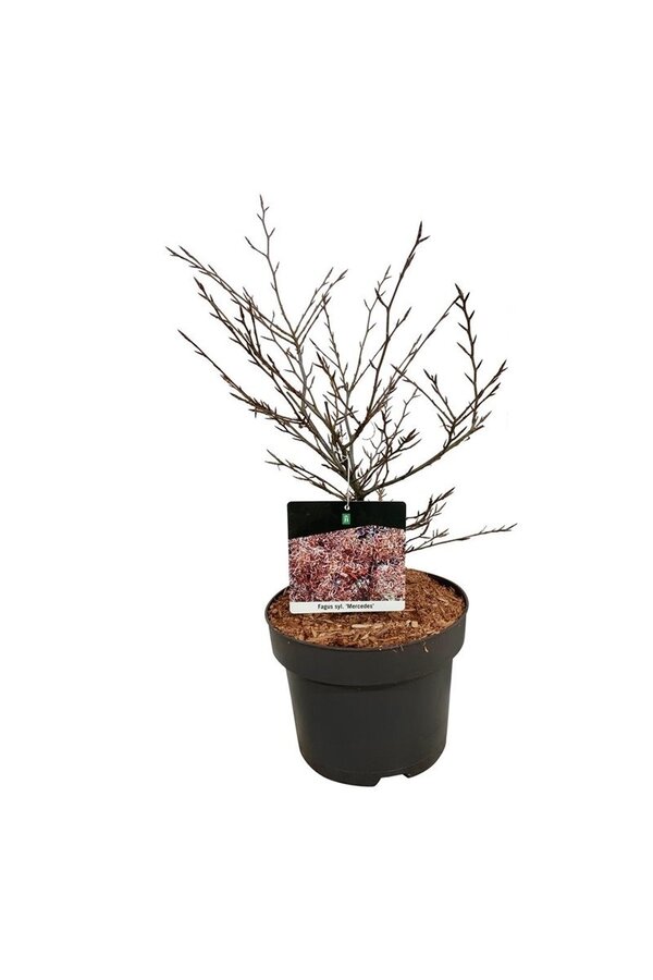 Beukenboom Fagus Mercedes