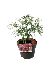 Hêtre Fagus Mercedes