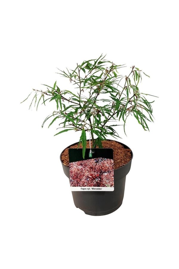 Beukenboom Fagus Mercedes