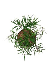 Beukenboom Fagus Mercedes