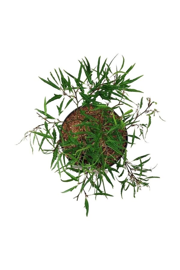 Hêtre Fagus Mercedes