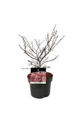Beukenboom Fagus Mercedes