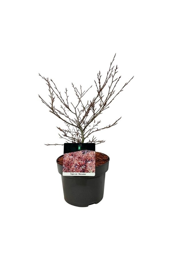Beukenboom Fagus Mercedes