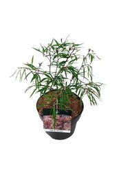 Beukenboom Fagus Mercedes