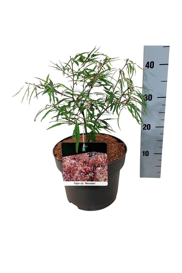 Hêtre Fagus Mercedes