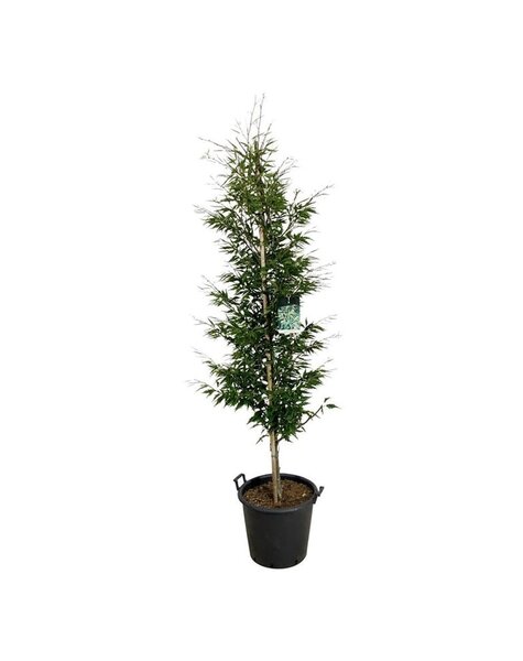 Fagus