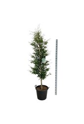 Hêtre Fagus Aspleniifolia