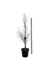 Beukenboom Fagus Aspleniifolia