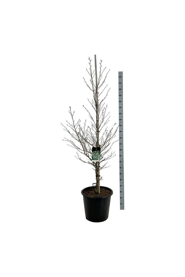 Beukenboom Fagus Aspleniifolia