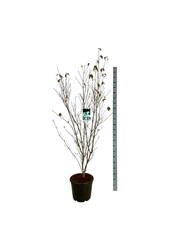 Cornouiller Cornus kousa China Girl