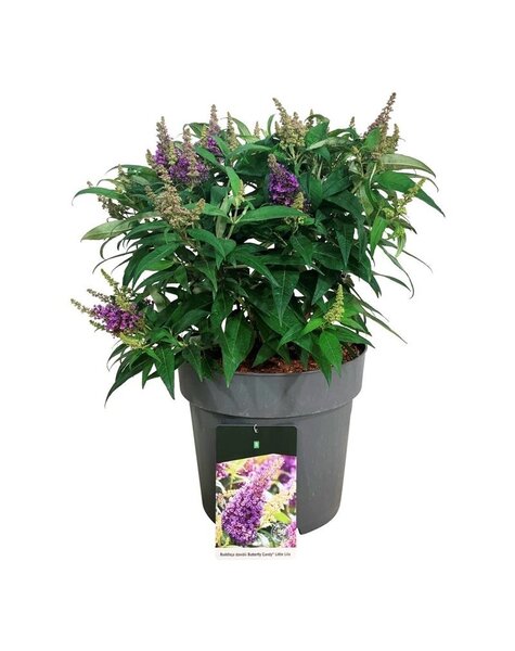 Buddleja