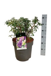 Arbre aux papillons Buddleja B. Candy Little Lila
