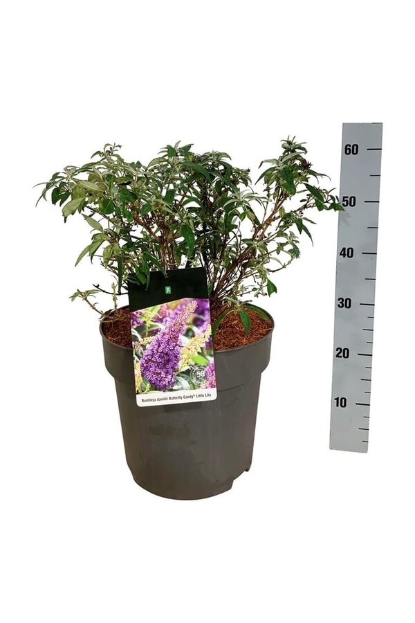 Vlinderstruik Buddleja B. Candy Little Lila