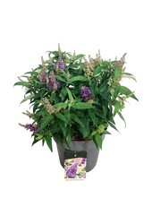Vlinderstruik Buddleja B. Candy Little Lila