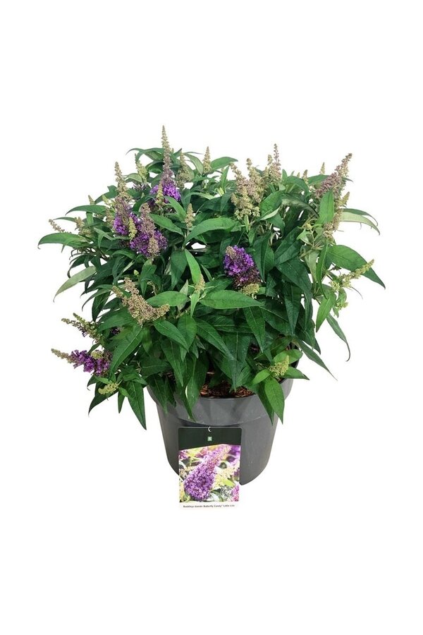Vlinderstruik Buddleja B. Candy Little Lila
