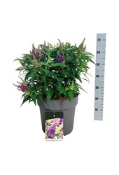 Arbre aux papillons Buddleja B. Candy Little Lila