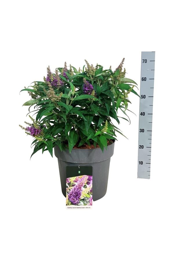 Vlinderstruik Buddleja B. Candy Little Lila