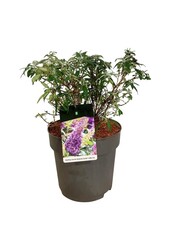 Vlinderstruik Buddleja B. Candy Little Lila