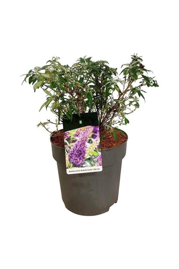 Vlinderstruik Buddleja B. Candy Little Lila