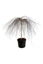 Bouleau Betula Youngii