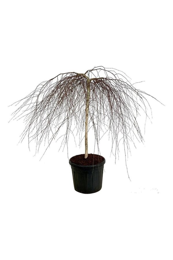 Bouleau Betula Youngii