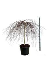 Bouleau Betula Youngii