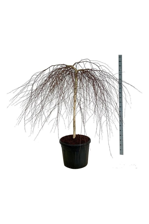 Bouleau Betula Youngii