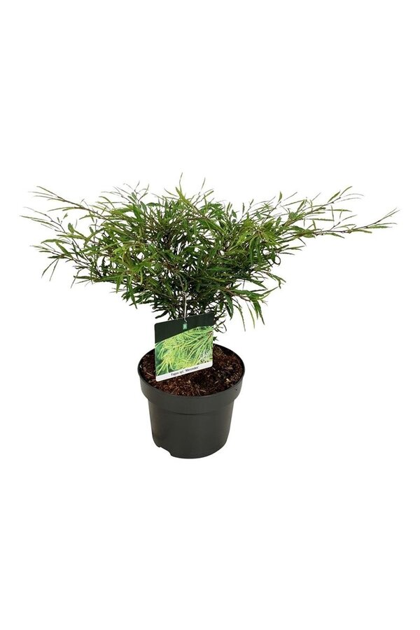 Beukenboom Fagus Mercedes