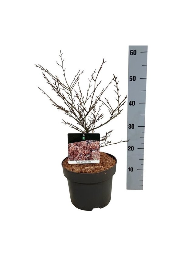 Beukenboom Fagus Mercedes
