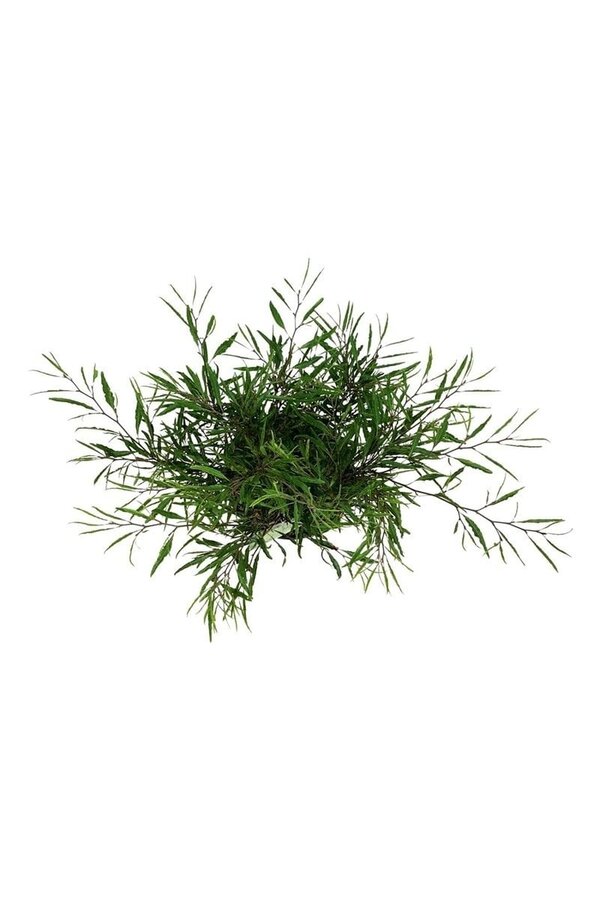 Beukenboom Fagus Mercedes