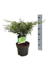 Beukenboom Fagus Mercedes
