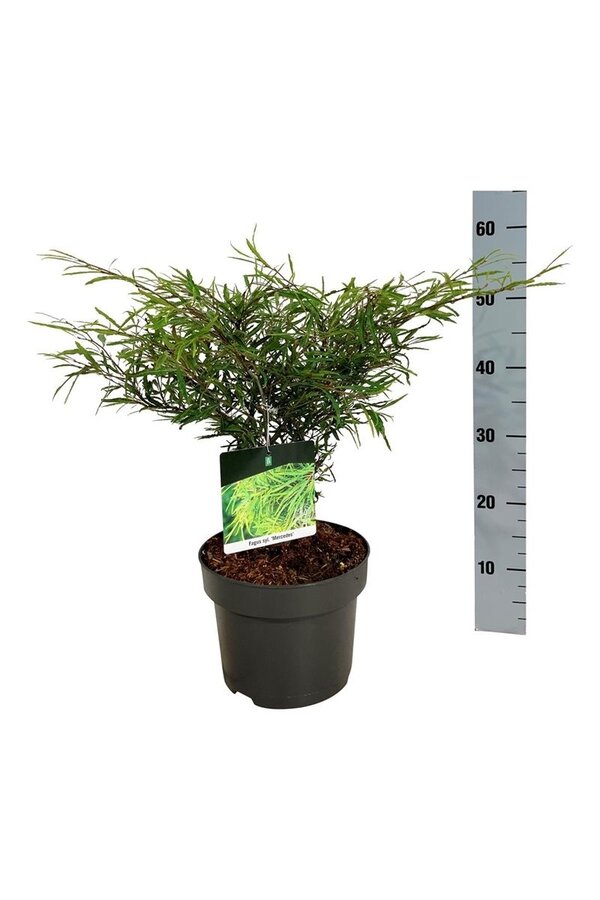 Beukenboom Fagus Mercedes