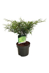 Beukenboom Fagus Mercedes
