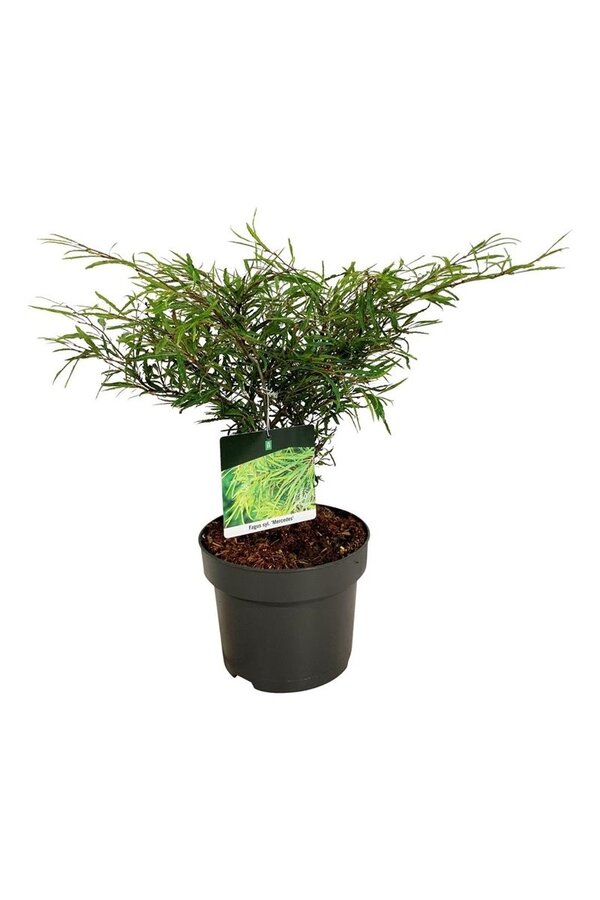 Beukenboom Fagus Mercedes