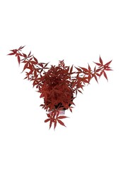 Esdoorn Acer Skeeters Broom