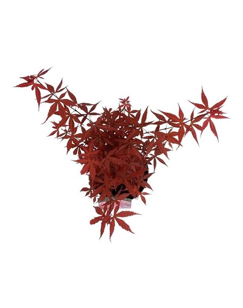 Acer