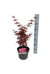 Esdoorn Acer Skeeters Broom