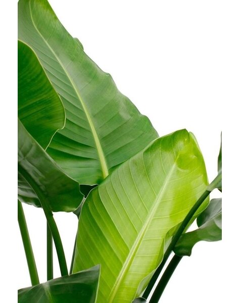 Strelitzia