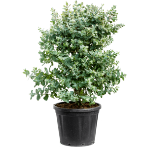 Eucalyptus