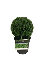 Buxus sempervirens